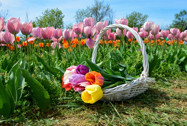 Ezernyi színes tulipán a Kevélyhegyi Levendulamezőn 